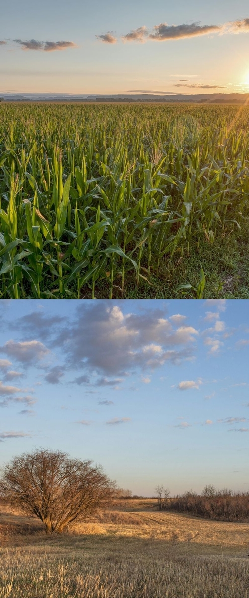 Ag Management